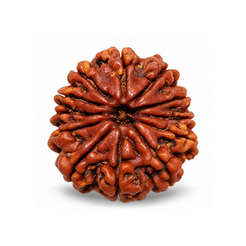 Ekadashamukhi Rudraksha (11 Mukhi Rudraksha)