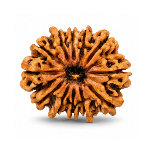 Dwadashamukhi Rudraksha (12 Mukhi Rudraksha)